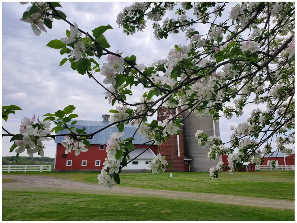 White flowers in front of red farm buildings