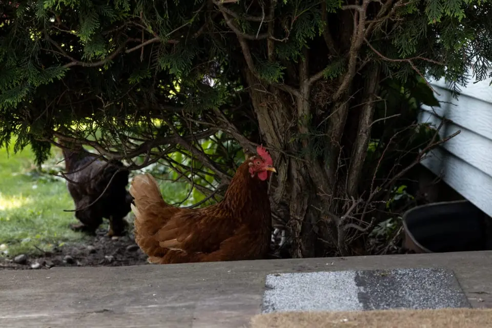 A chicken resting beneath a shrub beside the farmhouse