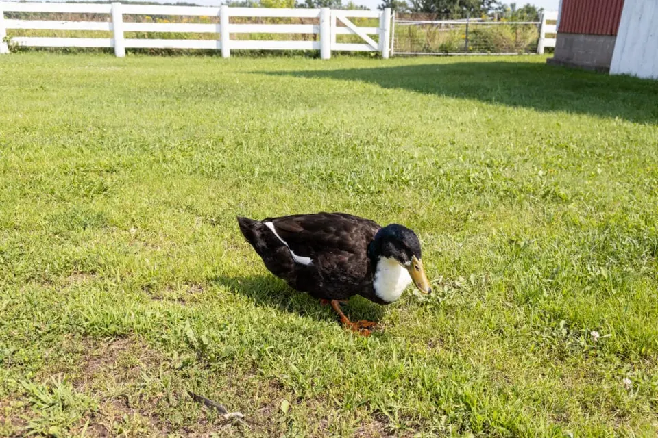 Black and white duck walking across the farm lawn