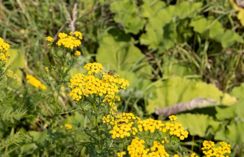 Yellow flowers and green leaves growing in the garden