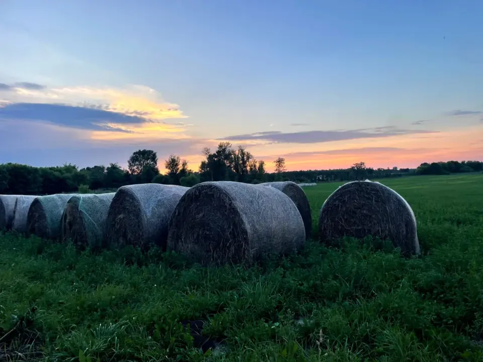 Round hay bales in the fields beneath an evening sky