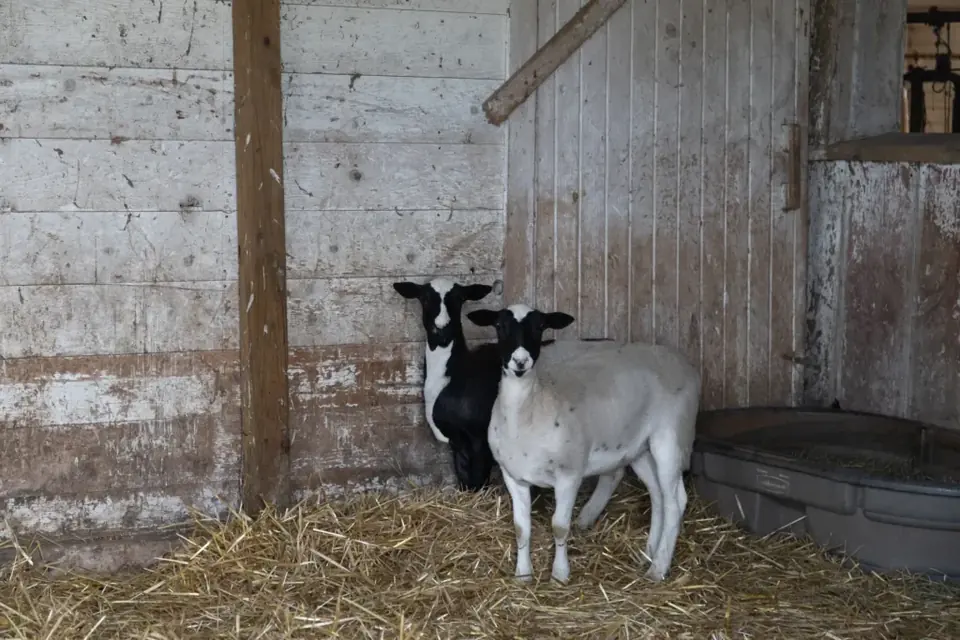 Two sheep standing on straw inside the historic barn