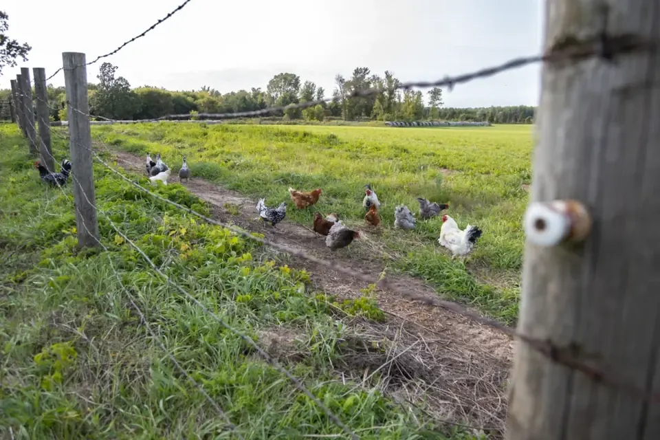 A flock of ducks and chickens beside a fence in a green pasture