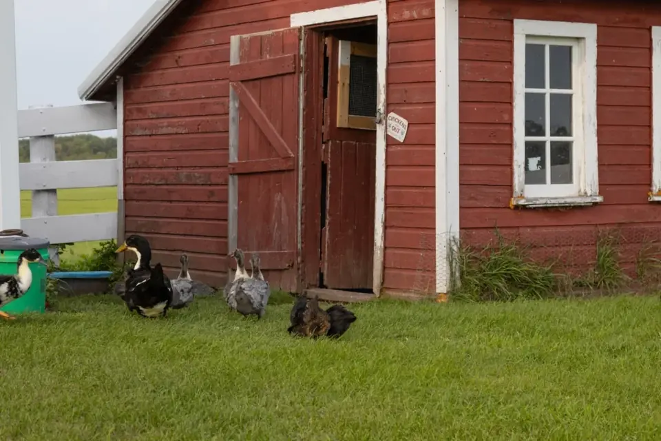 Ducks gathered beside the open door of a red farm building